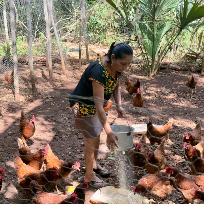Productora distribuyendo alimento a gallinas en un gallinero comunitario.