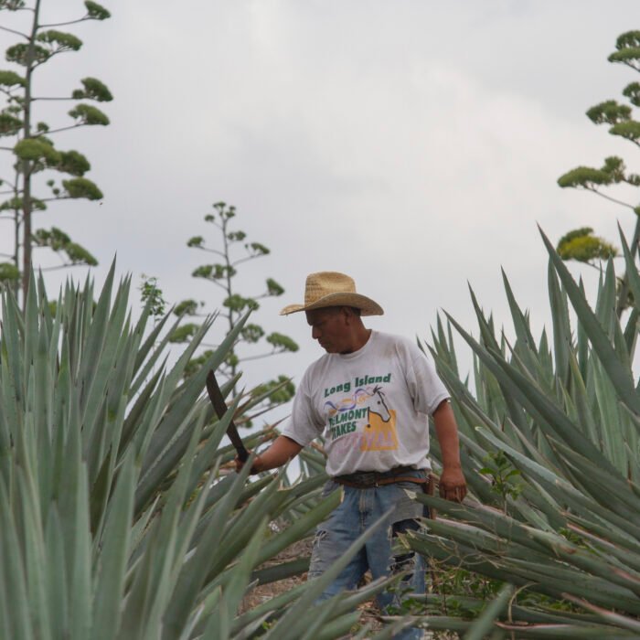 Productor realiza labores de manejo en un cultivo de agave durante su etapa de floración.