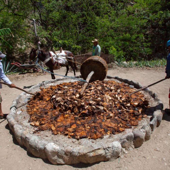 Proceso tradicional de molienda de piñas de agave con una tahona de tracción animal para la producción artesanal de destilados.