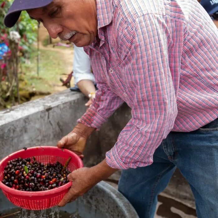 Productor lavando cerezas de café durante el procesamiento posterior a la cosecha.