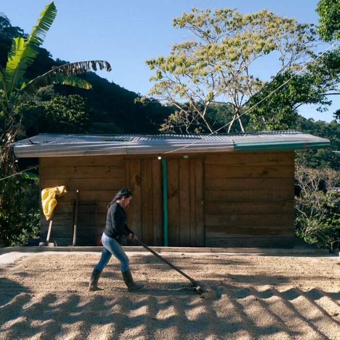 Productora extendiendo granos de café para su secado al sol frente a un beneficio rural.